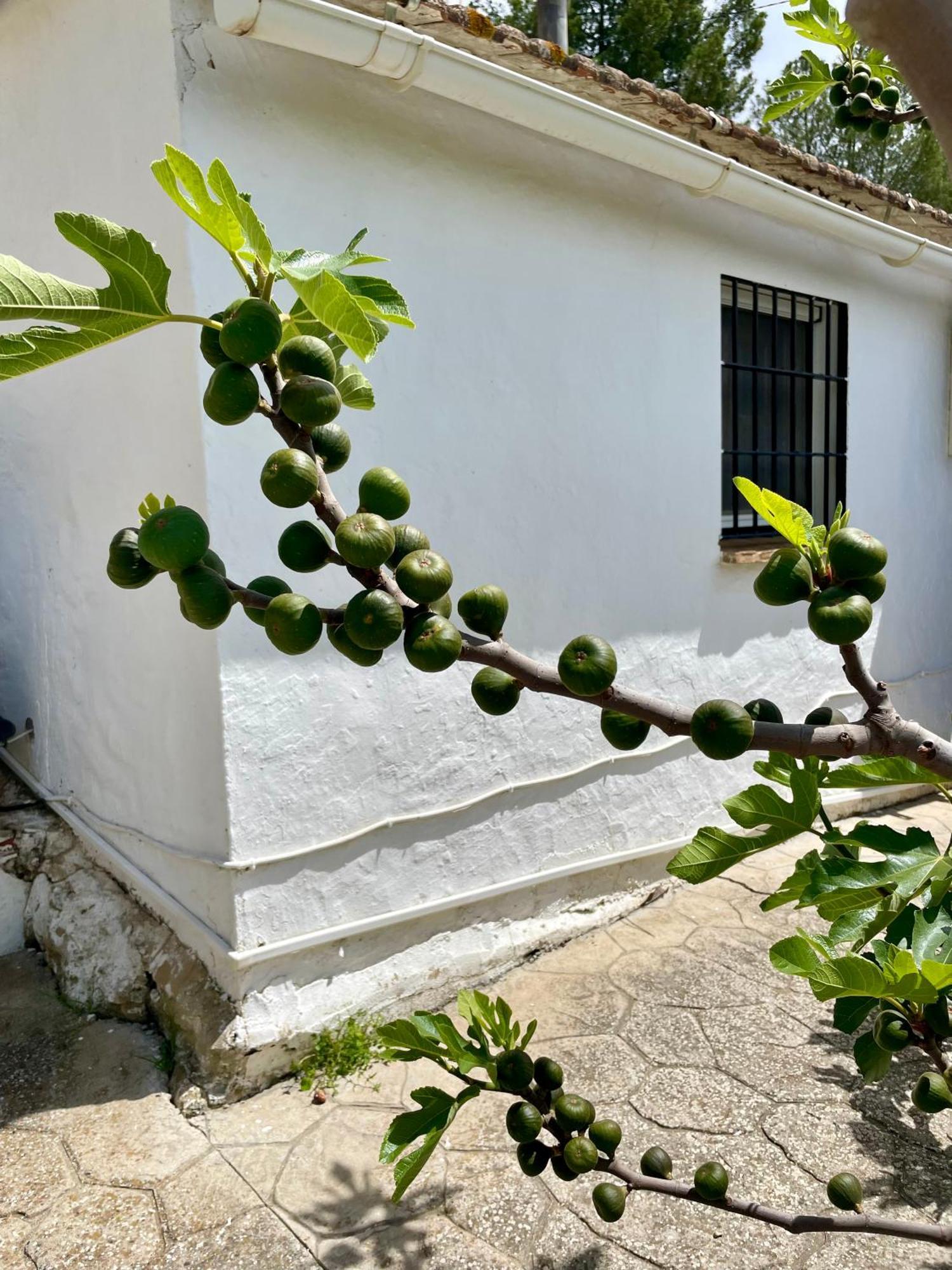Finca El Sueño Andaluz Villanueva de la Concepción Exterior foto